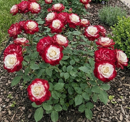 Grow Your Own Red & White Twin Rose at Home 🌹