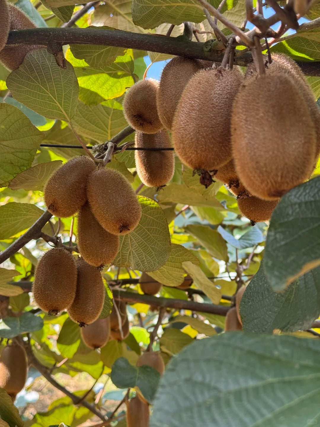 🥝 Grow Your Own Kiwi Fruit at Home