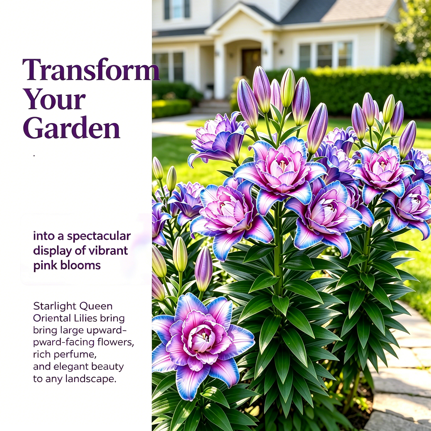 🌸Starlight Queen Oriental Lily Bulbs