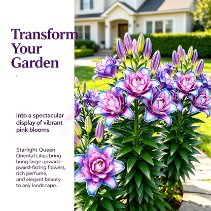 🌸Starlight Queen Oriental Lily Bulbs
