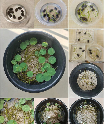 🎁50% Discount🌺The sacred lotus flower in bonsai