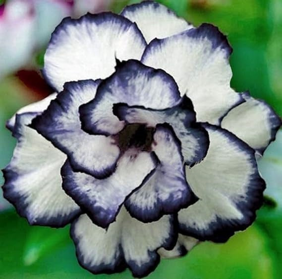 🌵 Desert Rose Bulbs - An Exotic Gem for Your Garden🌸