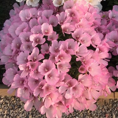 Godetia flower seeds 🌼 Clarkia amoena (Farewell-to-Spring)