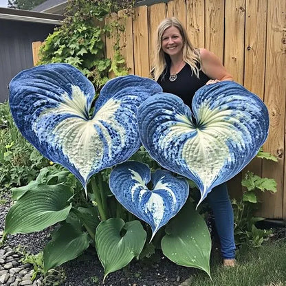🌿Rare Premium Hosta Bulbs– Easy to grow🌸Transform Your Garden!