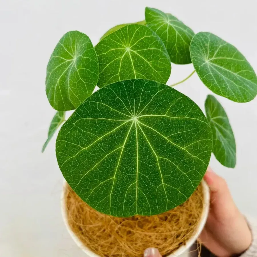 ✨💚Green plants that purify the air🌿Mountain Tortoise