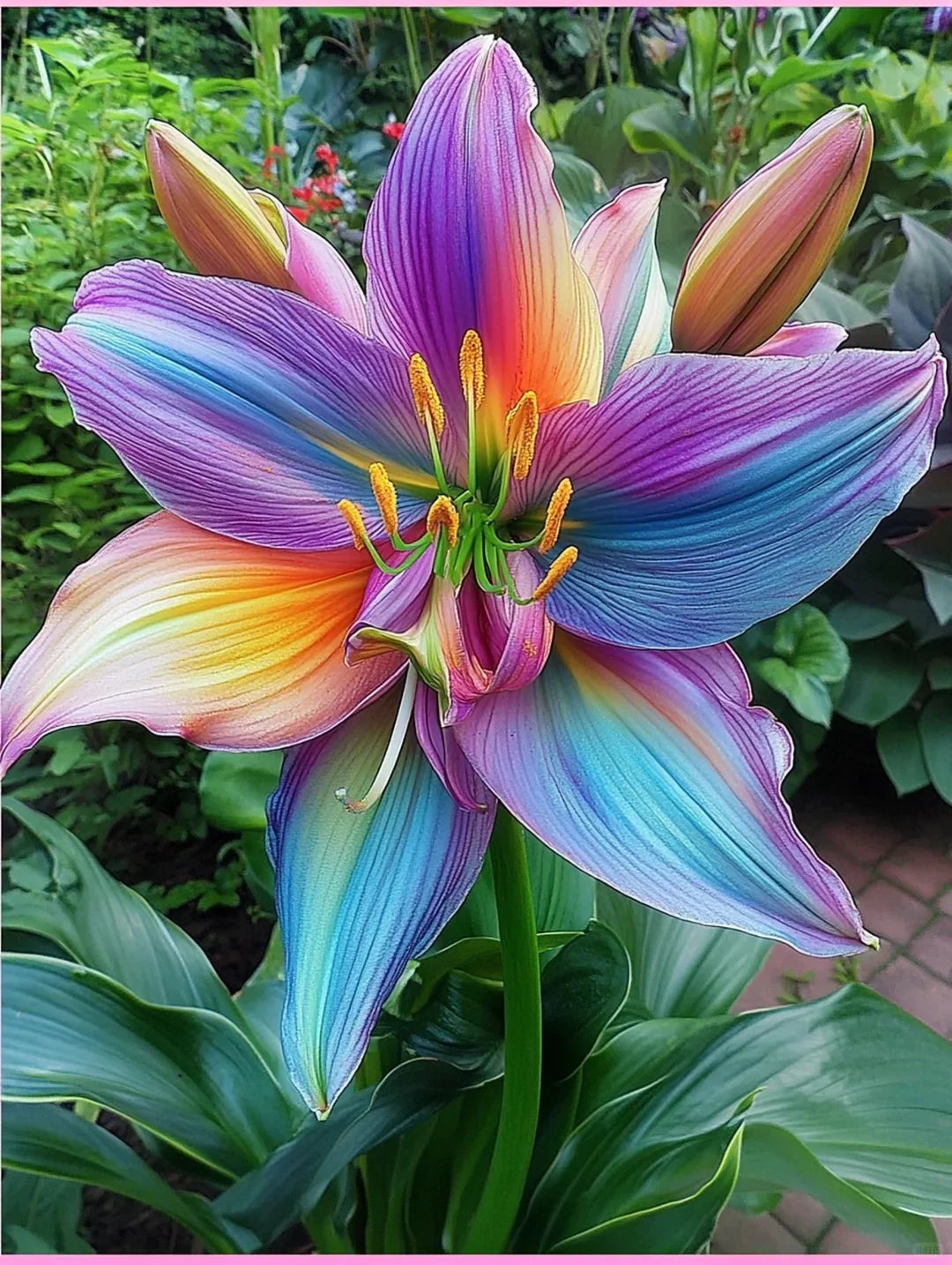 Easy to grow 🌸 Rare color lily seeds 🌸