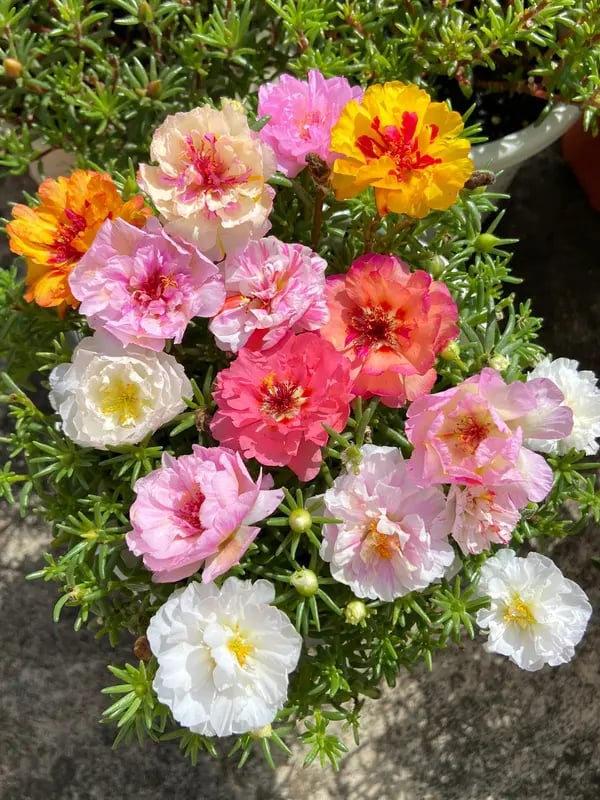 🌸 Double Delight Moss Rose Seeds – 🌿 Perennial / Giant Blooms / No-Fuss Growth
