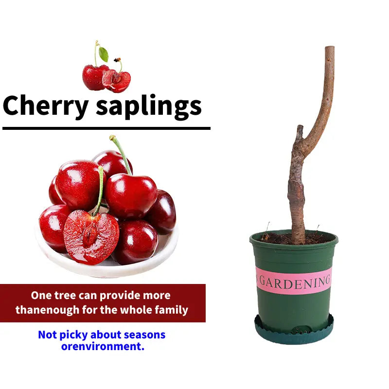 🔥50K+ SOLD!💟Perennial Cherry Tree Seedlings🌱Easy to Plant & Perfect for Any Space!