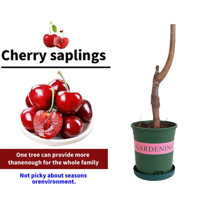 🔥50K+ SOLD!💟Perennial Cherry Tree Seedlings🌱Easy to Plant & Perfect for Any Space!