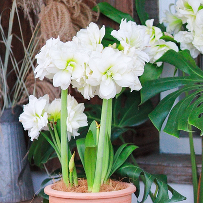 Double-Flowered Amaryllis Bulbs🌼