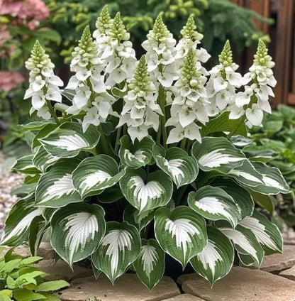 Nothing Grows in Shade? Watch This… 🌿 Turn Dead Corners Into a Lush Garden Paradise
