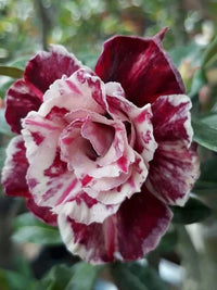 Adenium obesum