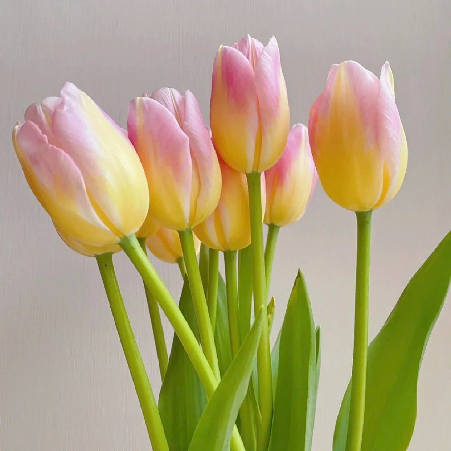 💥Spring NEW🌷Tulips "first love"seeds