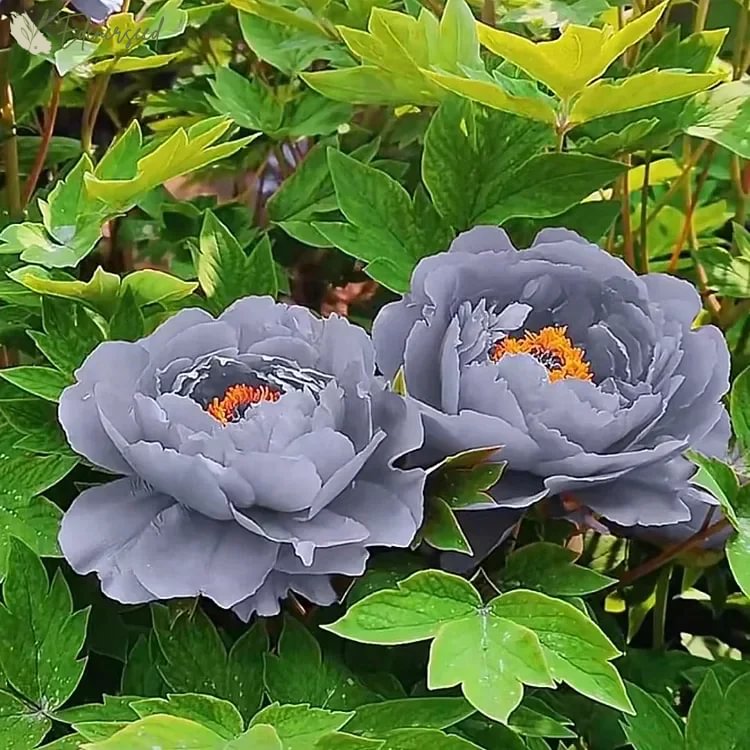 Black Beauty Peony Flower Seeds