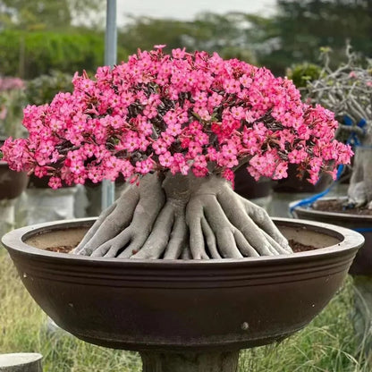 🌵 Desert Rose Bulbs - An Exotic Gem for Your Garden🌸