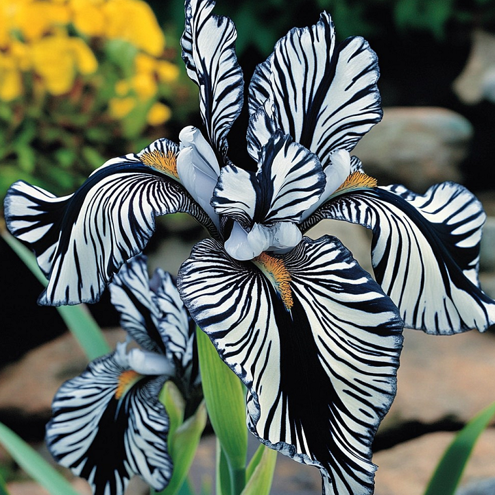 💐Zebra Stripes Iris (Iris Germanica) – A Bold, Striped Beauty