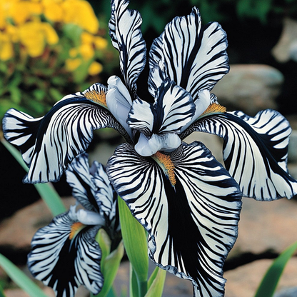 💐Zebra Stripes Iris (Iris Germanica) – A Bold, Striped Beauty