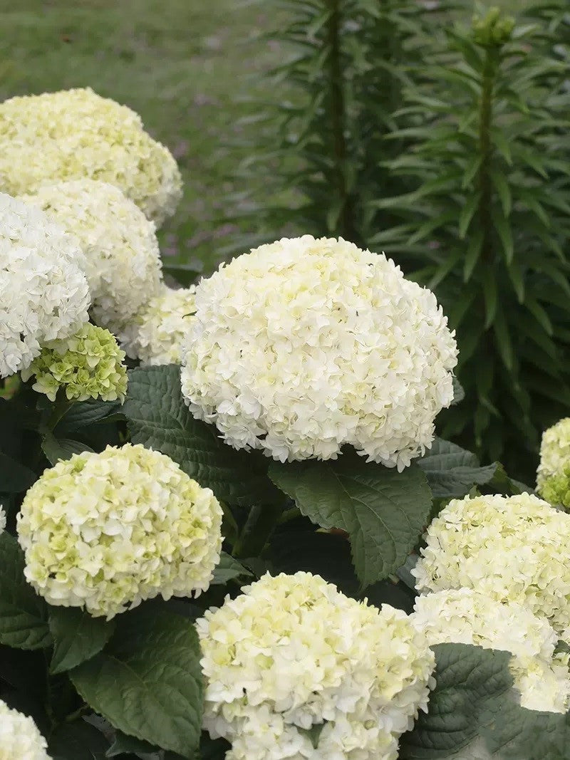 🔥🔥 Hydrangea Bulbs🌸  – Grow Huge, Cloud-Like Blooms at Home 🌿