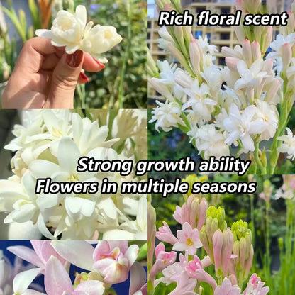 💖 Double Fragrant Tuberose 🌸🌙 A Garden Favorite for Romantic Evenings