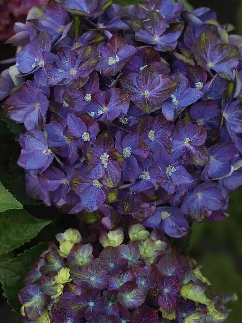 🔥🔥 Hydrangea Bulbs🌸  – Grow Huge, Cloud-Like Blooms at Home 🌿