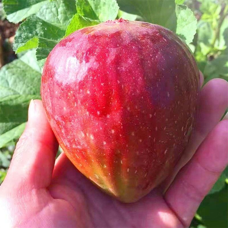 🍇 Figs – A Sweet Delight for Your Home Garden! 🍇