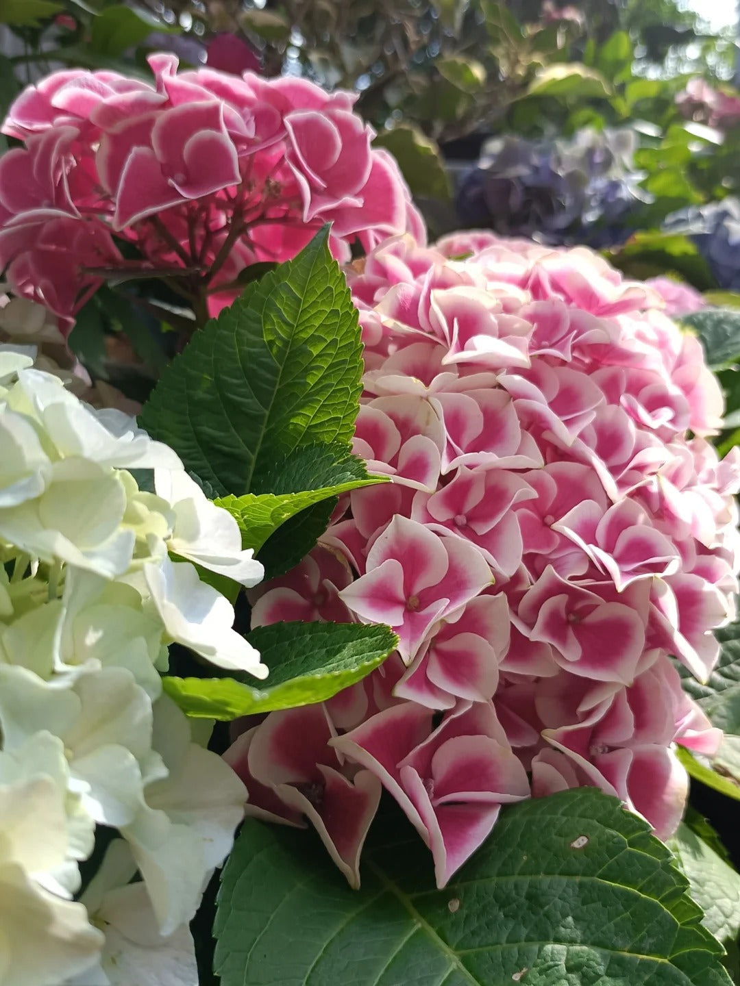 🔥🔥 Hydrangea Bulbs🌸  – Grow Huge, Cloud-Like Blooms at Home 🌿