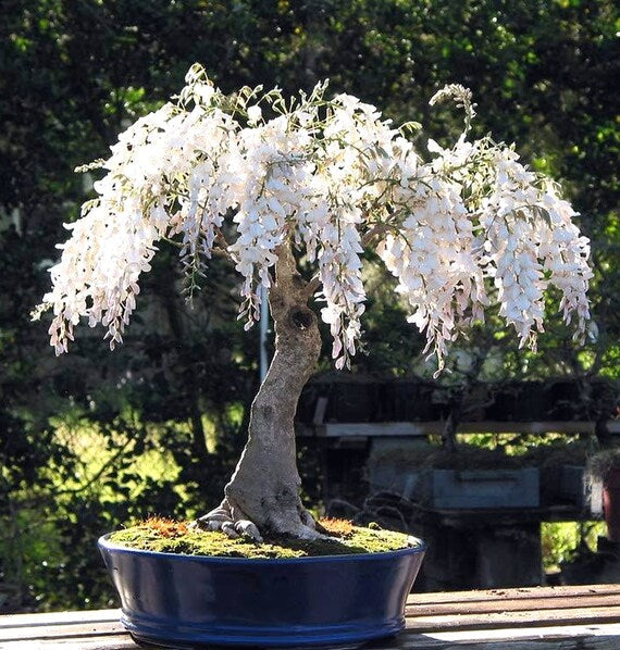🔥LAST DAY 75% Off🌺The Queen Of Flowers—Wisteria Flower Seeds