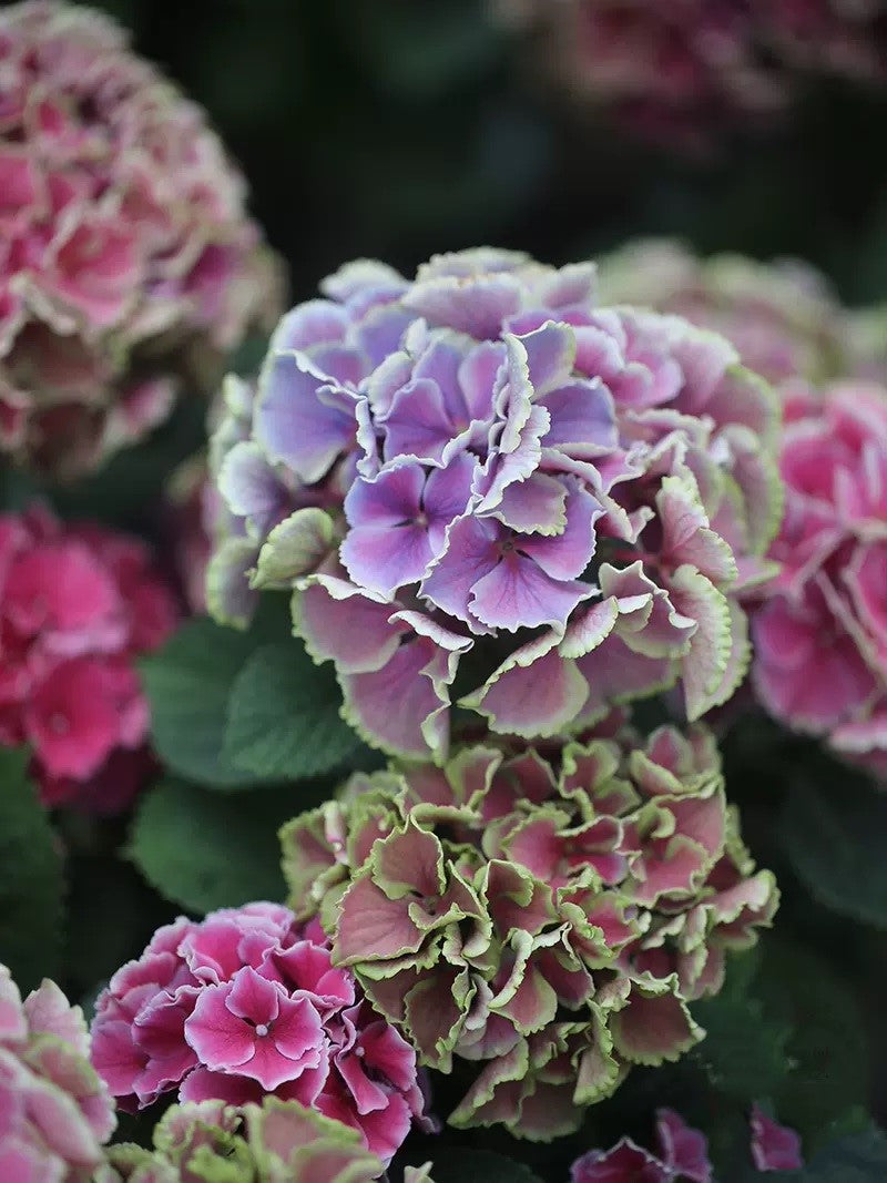 🔥🔥 Hydrangea Bulbs🌸  – Grow Huge, Cloud-Like Blooms at Home 🌿