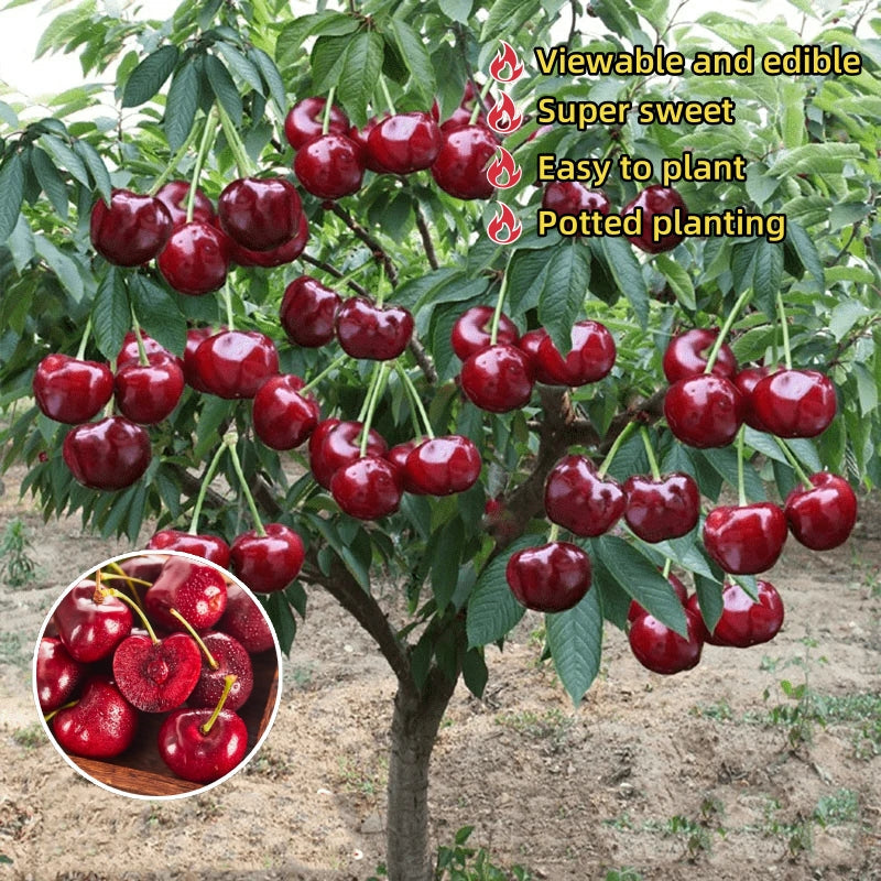 𝜗𝜚🍒ᝰ.ᐟStar your garden with premium Chilean Cherry Seeds for healthy growth and consistent yields 🌿