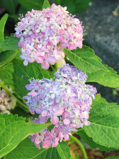 🔥🔥 Hydrangea Bulbs🌸  – Grow Huge, Cloud-Like Blooms at Home 🌿