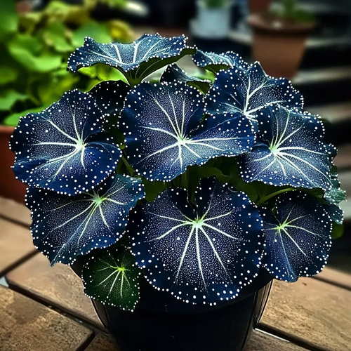 🎁Midnight blue Hosta-A Radiant Addition to Your Home! 🌟