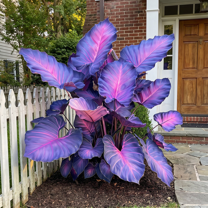 🔥 Premium Giant Caladium Bulbs 🌿🌈 Easy Care & Cold Hardy &Giant Leaves