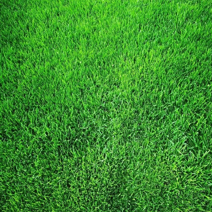 🔥🌿All-Season EverGreen Grass Seeds Mix 🌿