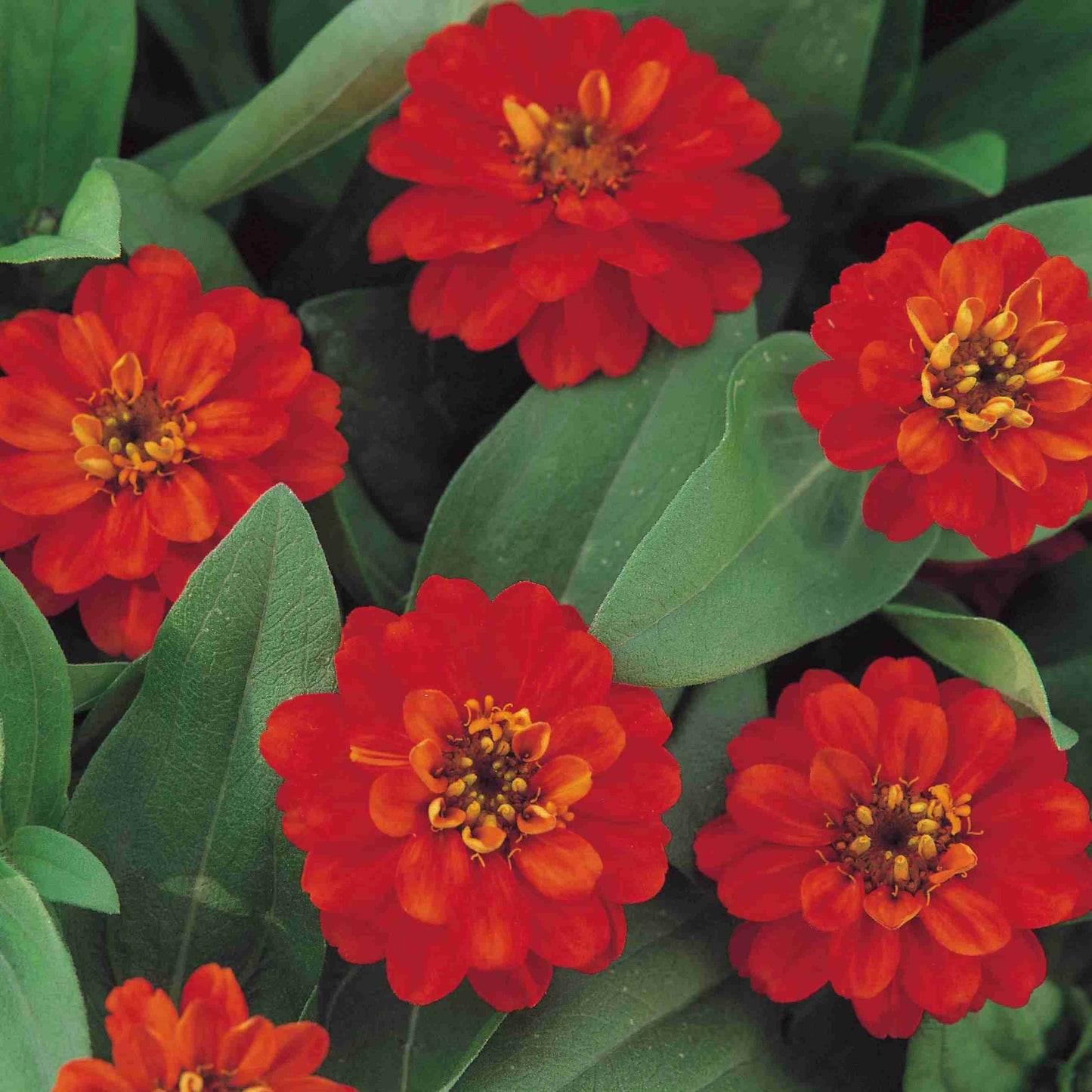 🔥Zinnia Seeds – 🌼Grow a Burst of Color in Your Garden (Fast, Easy & Beginner-Friendly)