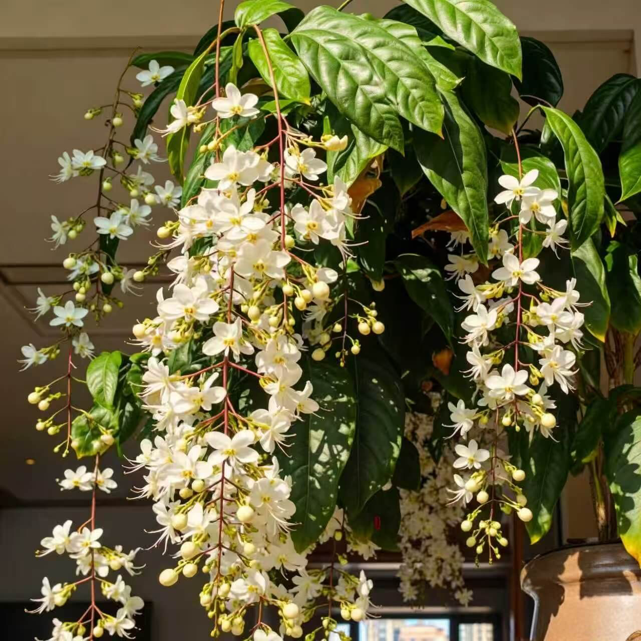 🌸Weeping Jasmine Seeds – Create a Fragrant Floral Waterfall at Home🌿❄️