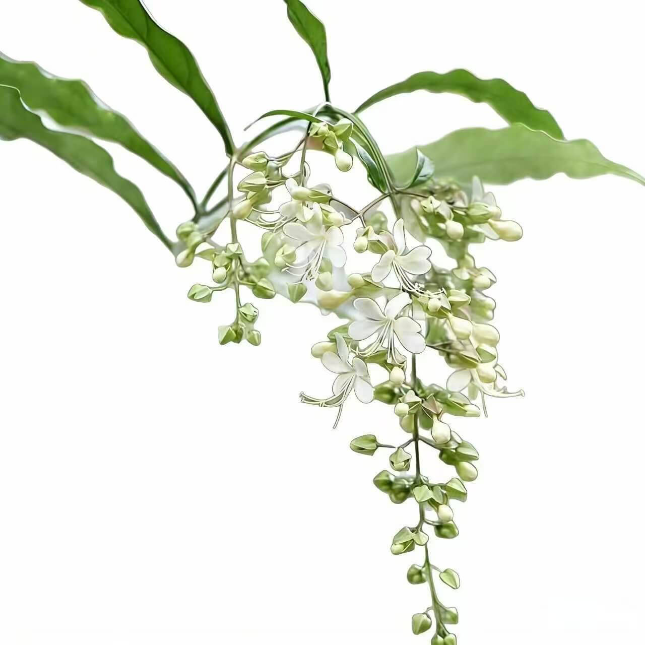 🌸Weeping Jasmine Seeds – Create a Fragrant Floral Waterfall at Home🌿❄️