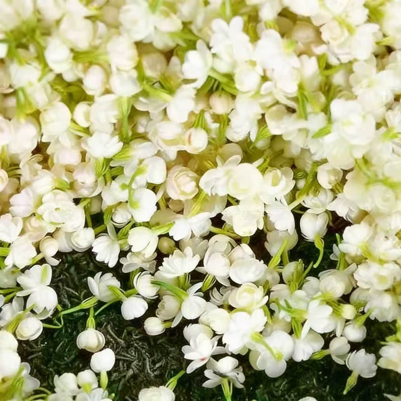 🌸Weeping Jasmine Seeds – Create a Fragrant Floral Waterfall at Home🌿❄️