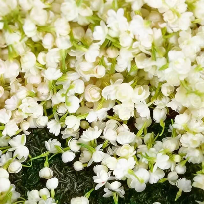 🌸Weeping Jasmine Seeds – Create a Fragrant Floral Waterfall at Home🌿❄️