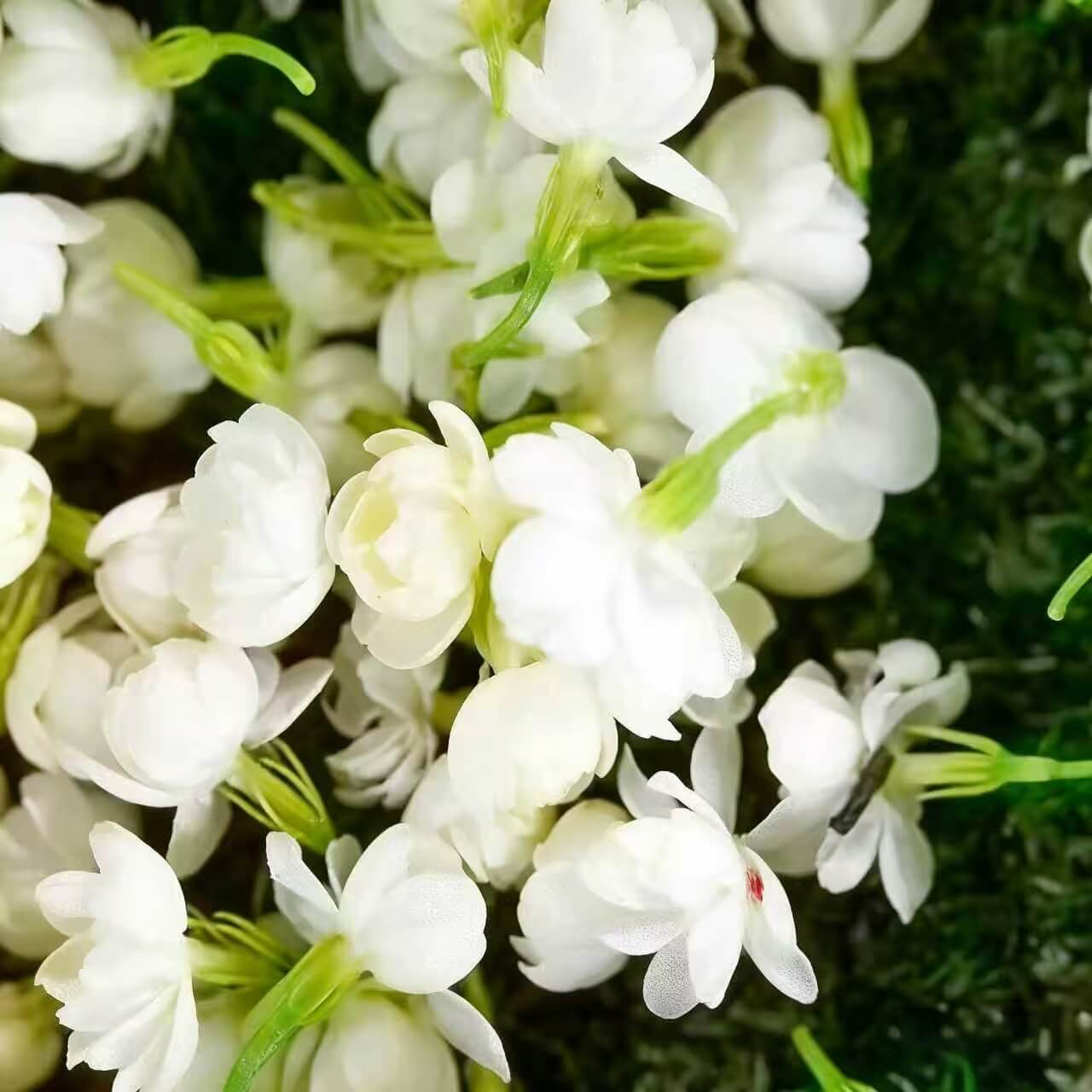 🌸Weeping Jasmine Seeds – Create a Fragrant Floral Waterfall at Home🌿❄️