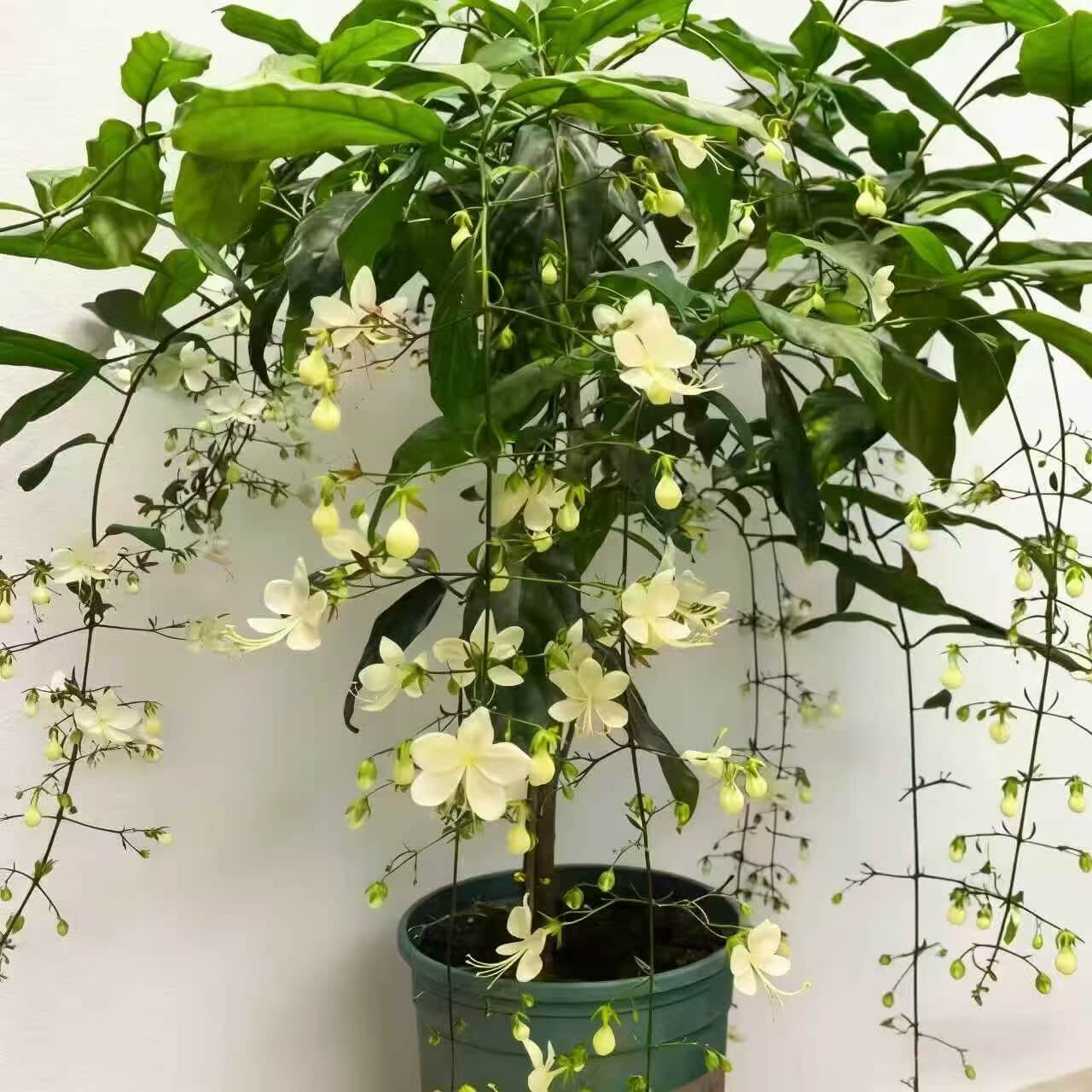 🌸Weeping Jasmine Seeds – Create a Fragrant Floral Waterfall at Home🌿❄️