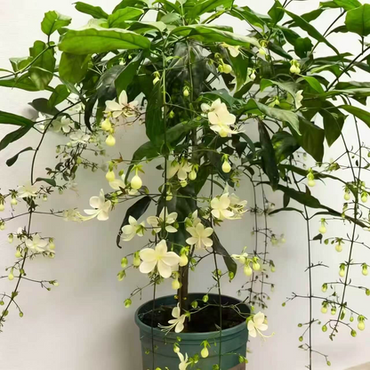 🌸Weeping Jasmine Seeds – Create a Fragrant Floral Waterfall at Home🌿❄️