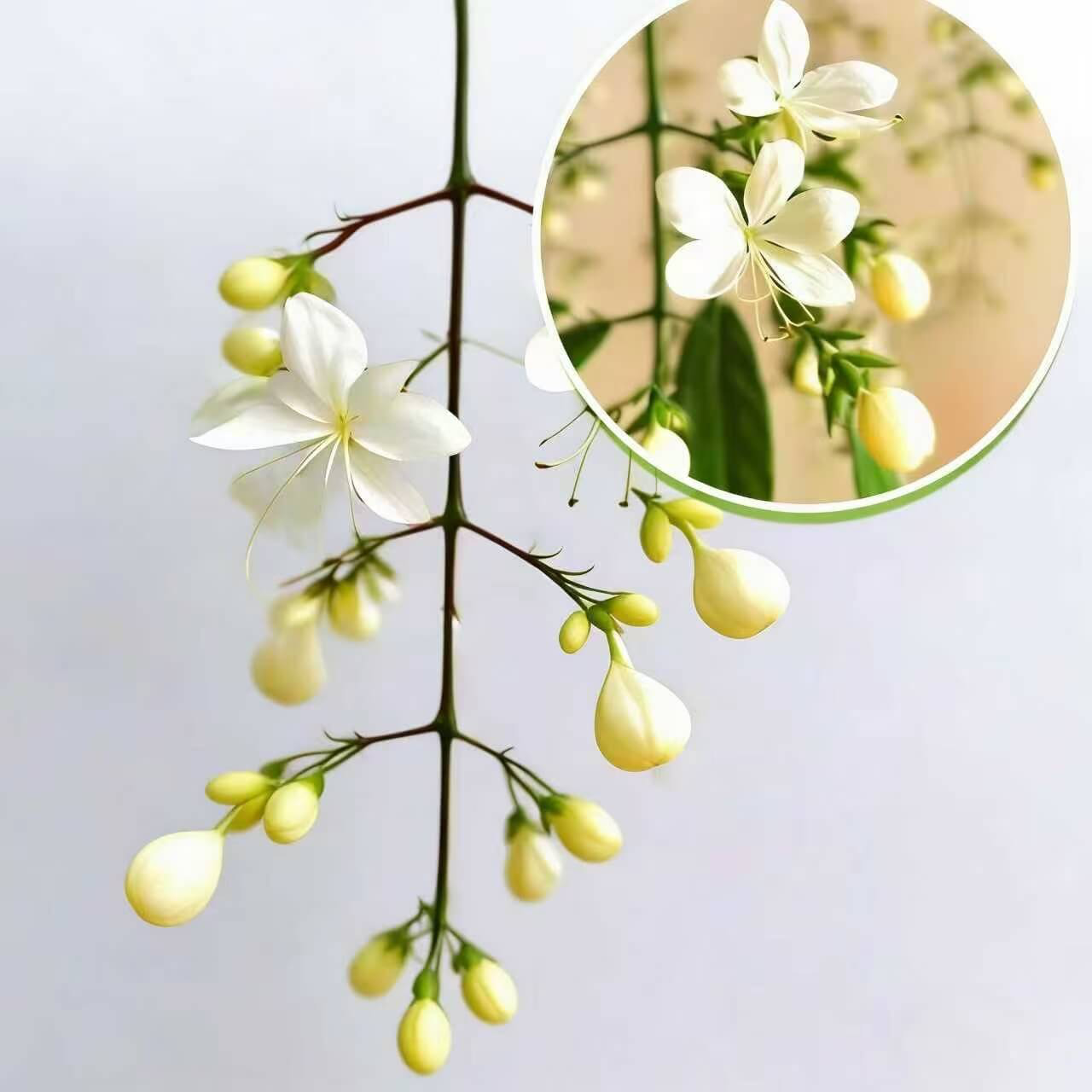 🌸Weeping Jasmine Seeds – Create a Fragrant Floral Waterfall at Home🌿❄️