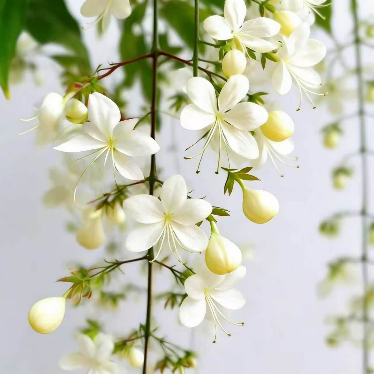 🌸Weeping Jasmine Seeds – Create a Fragrant Floral Waterfall at Home🌿❄️