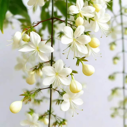 🌸Weeping Jasmine Seeds – Create a Fragrant Floral Waterfall at Home🌿❄️