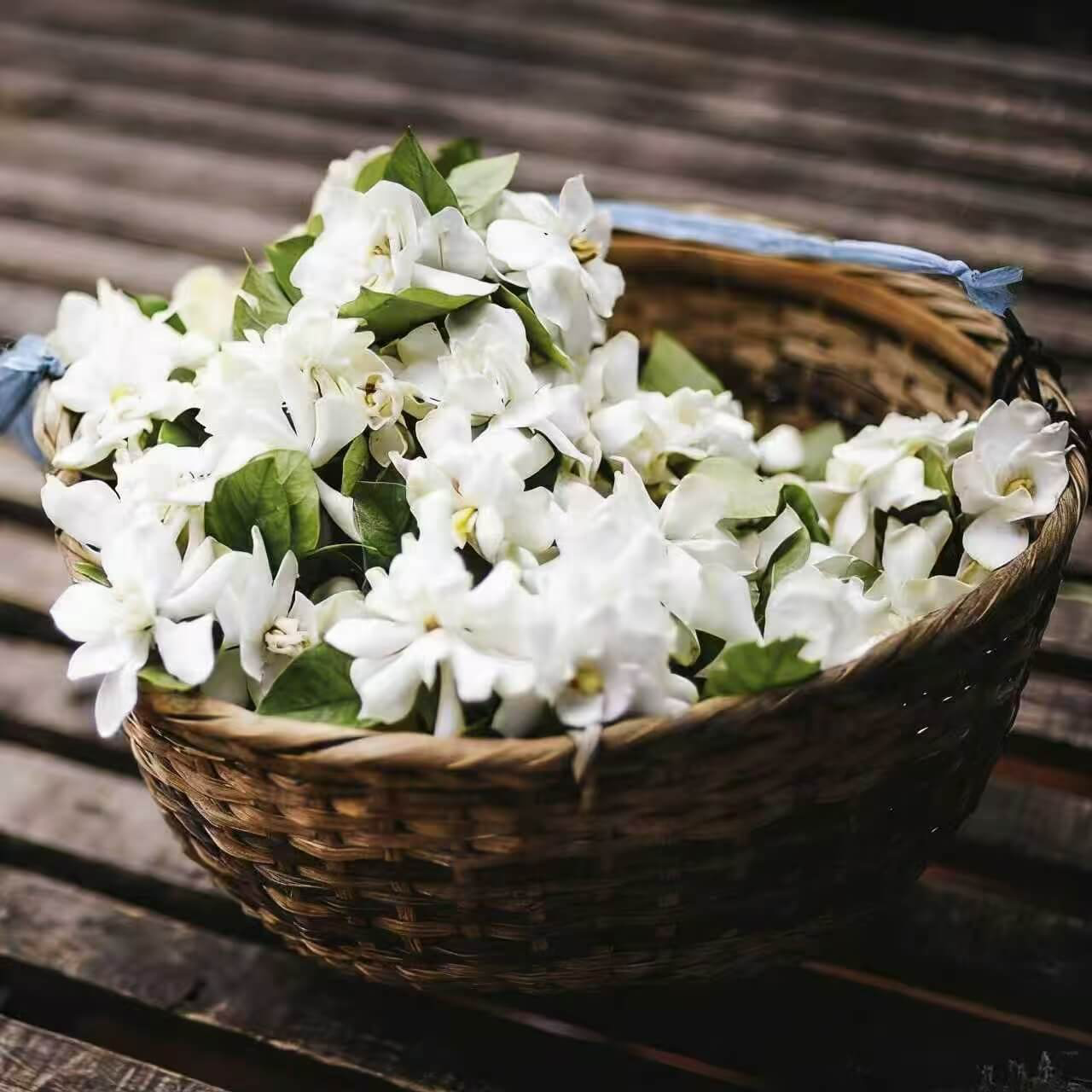 🌸Weeping Jasmine Seeds – Create a Fragrant Floral Waterfall at Home🌿❄️