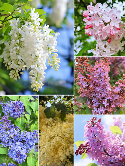 🌸 Lilac Blubs-Add everlasting fragrance and beauty to your garden 🌸
