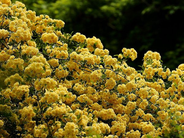 Yellow Banks Rose Seeds