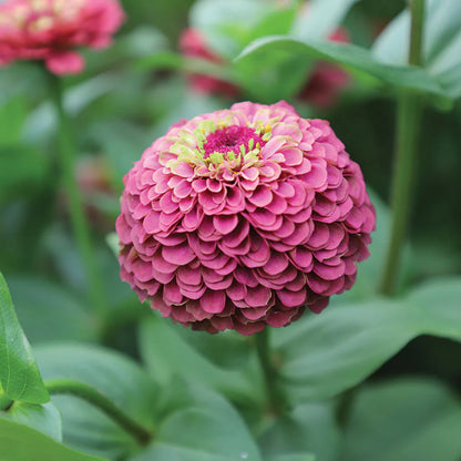 🔥Zinnia Seeds – 🌼Grow a Burst of Color in Your Garden (Fast, Easy & Beginner-Friendly)