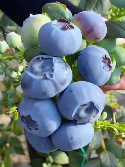 🌸Spring Sale🫐Giant Blueberry Seeds