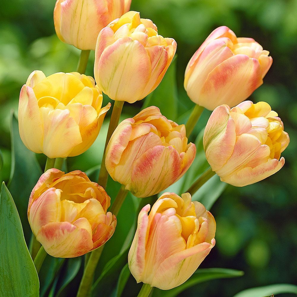 Tulip Seeds – Grow a Stunning Spring Garden Full of Color